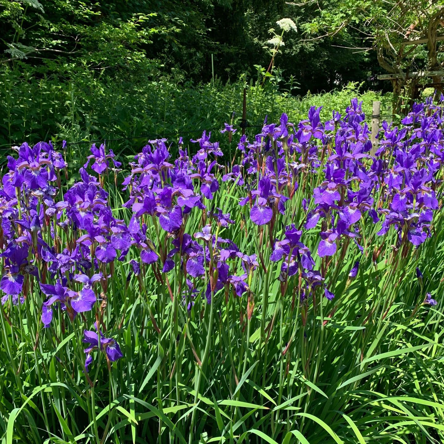 花壇の青い花