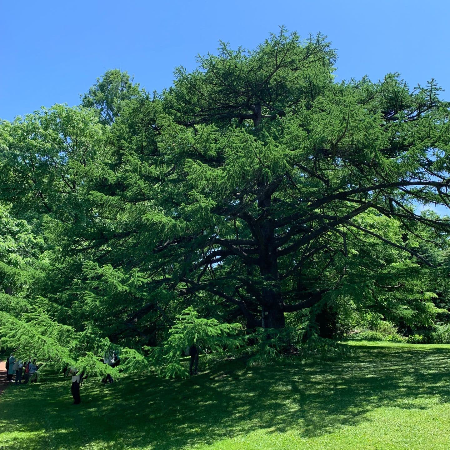 大きな木と青空